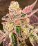 Сорт Animorph Mints fem (Compound Genetics)