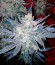 Сорт Black Jack Auto fem (Sweet Seeds)