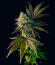Сорт Jealousy Kush fem (Seedkeepers)