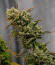 Сорт Zinnapple fem (Delicious Seeds)