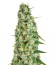 Сорт Incredible Bulk Auto fem (Dr. Krippling Seeds)