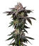 Сорт Z42 fem (FastBuds)