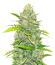 Семена сорта Blue Dream Autoflower fem (Seedkeepers)