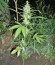 Сорт Niagara Auto fem (Doctor’s Choice)