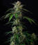Сорт Banana Guava Auto fem (FastBuds)