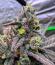 Сорт Zillions fem от Barney's Farm