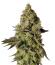 Сорт Peach Cake by Cookies fem