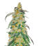 Семена сорта RudeBoi OG F1 fem (Seedkeepers)