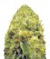 Сорт Blow Dream fem (Victory Seeds)