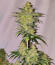 Сорт Sugar Rock by Cookies fem