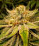 Сорт LFG fem (Barney's Farm)
