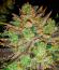 Сорт Sugar Rock by Cookies fem