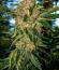 Сорт Z42 fem (FastBuds)