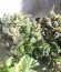 Сорт Ogre Auto fem (Doctor’s Choice)