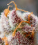 Сорт Jelly Donutz Auto fem от Humboldt Seed Company