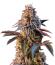 Сорт Lemon Cherry Runtz fem (FastBuds)