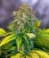 Сорт Zinnapple fem (Delicious Seeds)