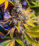 Сорт The White Fire OG fem (Seedkeepers)