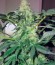 Сорт Great White Shark (Green House Seeds)