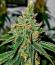 Сорт Cookie Casket fem (Barney's Farm)