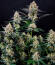 Сорт Guava Sundae Auto fem (FastBuds)