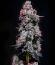 Сорт LEMON CHERRY GELATO AUTO R3 fem (Ethos Genetics)