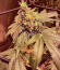 Семена сорта RudeBoi OG F1 fem (Seedkeepers)