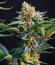 Сорт Mendo Frost Auto fem (FastBuds)