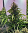Сорт Six Shooter Auto fem (FastBuds)