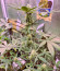 Сорт Zkittlez Auto fem (FastBuds)