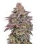 Сорт Easy Runtz Autoflower fem (Easy Grow Seeds)