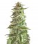 Сорт Mango Chutney fem (Dr. Krippling Seeds)