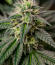 Семена сорта RudeBoi OG F1 fem (Seedkeepers)