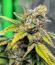 Сорт Zillions fem от Barney's Farm