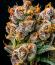 Сорт Mendo Frost Auto fem (FastBuds)