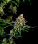 Сорт Guava Sundae Auto fem (FastBuds)