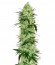 Сорт конопли Tangerine Dream Auto соцветия