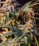 Сорт Lemon Cherry Runtz fem (FastBuds)