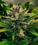 Сорт Lemon Gazzy fem (Delicious Seeds)