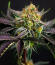 Сорт Mendo Frost Auto fem (FastBuds)