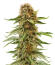 Семена сорта Also Know 47 Autoflower fem (Seedkeepers)