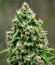 Сорт Lemon Gazzy fem (Delicious Seeds)