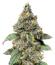 Сорт Sugar Rock by Cookies fem