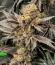 Сорт Zillions fem от Barney's Farm
