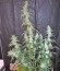 Сорт Hawaiian Snow fem (Green House Seeds)