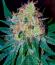 Сорт Peach Cake by Cookies fem