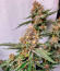 Сорт Zillions fem от Barney's Farm