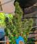 Сорт Insane OG