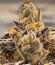 Сорт Mellowz fem (Compound Genetics)