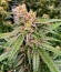 Семена сорта Blue Dream Autoflower fem (Seedkeepers)